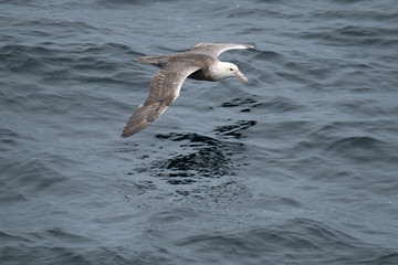 Southern giant petrel (Macronectes giganteus), also known as the Antarctic giant petrel, giant fulmar, Drake passage, Antarctica.