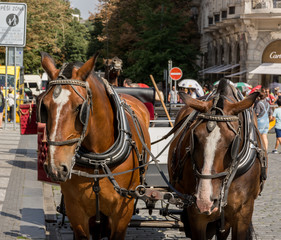 Naklejka na ściany i meble horse and carriage in main square of prague