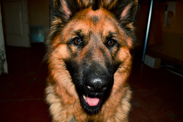 German Shepherd. dog muzzle with black  brown color. big predatory eyes