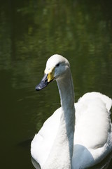 オオハクチョウ