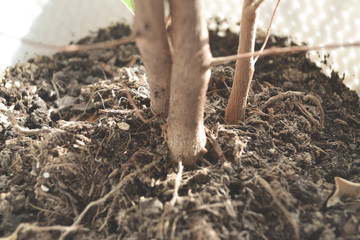 Dry ground and thin trunk.