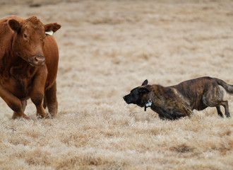 Dog Herding Cattle