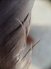 Feather of a Pigeon
