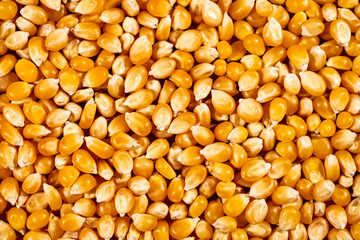 background full of fresh raw corn or maize kernel