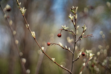 Crataegus commonly called hawthorn, quickthorn, thornapple, May-tree, whitethorn or hawberry