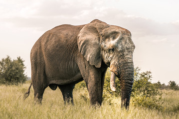 Fototapeta na wymiar Big Elephant standing in africans wilderness