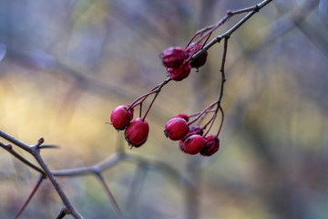 Crataegus commonly called hawthorn, quickthorn, thornapple, May-tree, whitethorn or hawberry