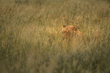 Lion rests in high grass in african wilderness