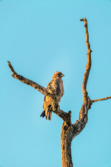 South African Eagle sits on tree - Kruger National Park