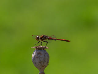 Common Darter Dragonfly, Symetrum Strriolatum