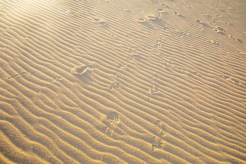 Fine sand texture - Sandy sunny beach for background - Top view - Full frame shot - Close-up sun sand texture on beach in summer – desert dune golden yellow - travel holiday vacation Close up