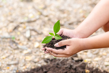 hand holding little tree in soil. agriculture and save the world concept