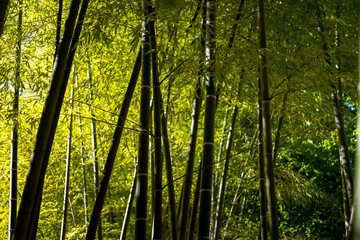 Plakat bamboo
