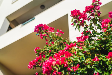 Pink Bougainvillea tropical plant photo. Bougainvillea blooming 