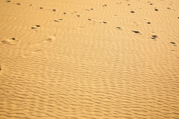 Fine sand texture - Sandy sunny beach for background - Top view - Full frame shot - Close-up sun sand texture on beach in summer &ndash; desert dune golden yellow - travel holiday vacation Close up