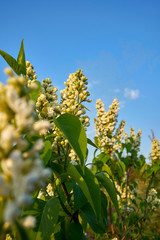 White lilac flower buds in spring