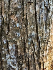 bark of a tree
