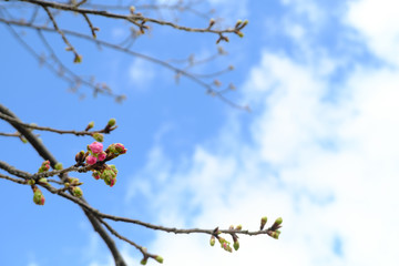 河津桜の蕾と青空