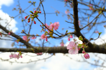 かわいい河津桜の花と蕾