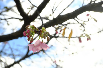 河津桜の蕾と咲き始めた花びら