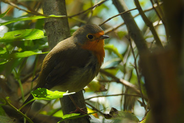 Primo piano di Pettirosso (Erithacus rubecola) tra i rami di un cespuglio 