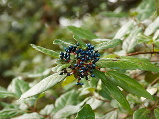 Viburnum tinus or laurestine with blue-black fruits or drupes between a dense rounded-crown of evergreen leaves