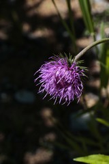 fiore cardo