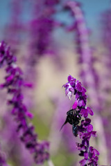 A bumblebee feeding on purple flowers of Woodland sage. Selective Focus on blurred background. Floral landscape.