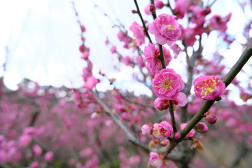 七分咲きのピンクでかわいい紅花