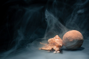 shells and corals in smoke on a dark background under the light of a spotlight