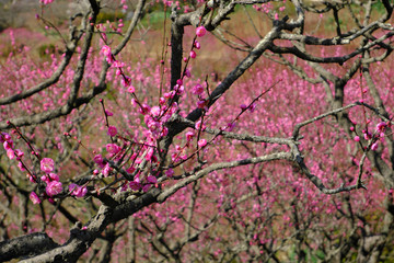 複雑に枝分かれした梅の花木