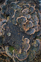 Wood mushrooms