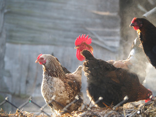 Hens in vapours rising above a pile of manure in the backyard