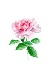 pink rose isolated on white background, hand-painted watercolor illustration