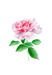 Obraz premium pink rose isolated on white background, hand-painted watercolor illustration