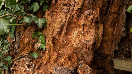 Close up of tree trunk with ivy growing on it