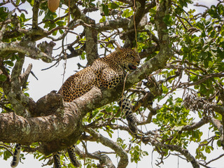 Leopard lying in a tree