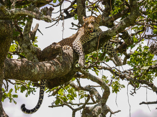 Leopard in a tree