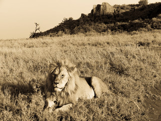 Lion lying in the gras (black & white)