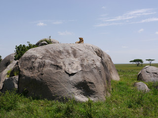 Lion ontop of a rock