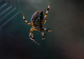 spider on web