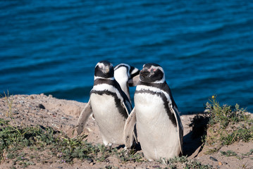 A colony of penguins at the Peninsula Valdes in Argentina, South America.