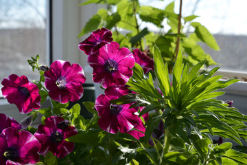 Fototapeta na wymiar Beautiful garden on the balcony with pink petunia flowers and green herbs.
