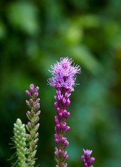 beginning of blooming flowers Liatris spicata