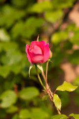 blossoming flower of a pink climbing rose