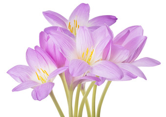 light lilac crocus flowers lush bunch isolated on white