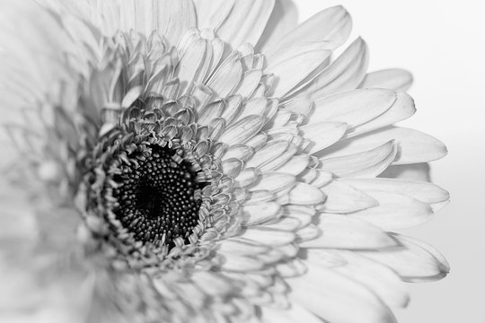 Black and White Gerbera
