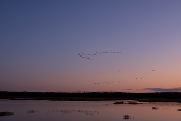Bird migration in spring. Cranes fly back home