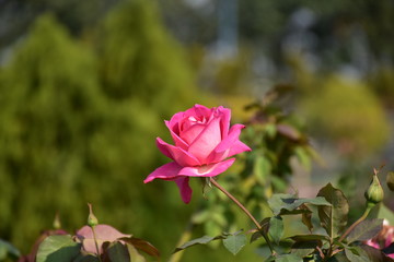 pink rose