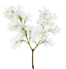 pure white isolated lilac with two blossom clusters